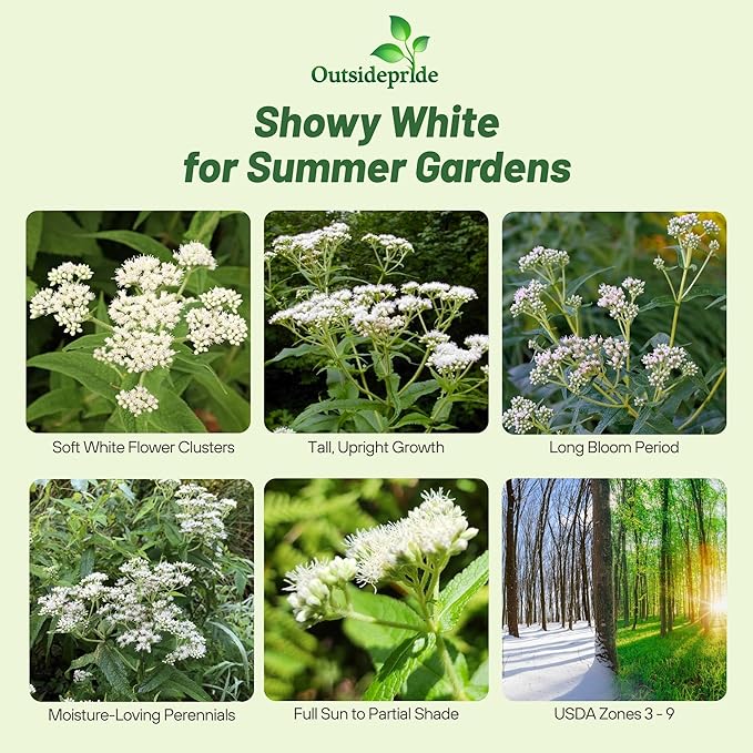 Outsidepride Boneset Eupatorium Seeds - 10000 Pcs Easy to Grow, Non-Invasive Perennial Flower Seeds for Planting for Pollinator Gardens, Flood Plains, Swamps, Bogs, or Stream Banks