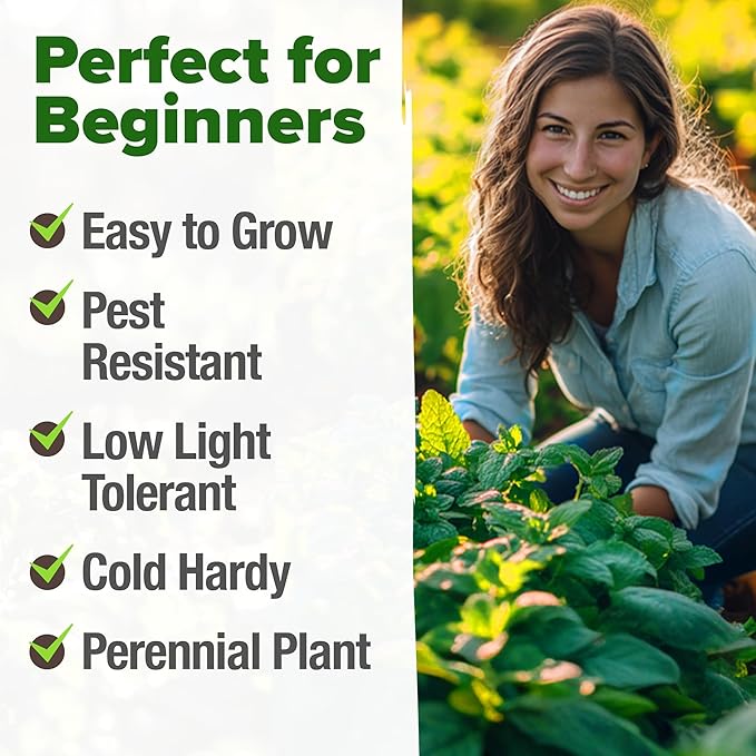 HOME GROWN Peppermint Seeds 2 Pack (Mentha × piperita) – 4,740 Heirloom Mint Seeds for Planting – Grow Indoors or Outdoors, Kitchen Herb Garden Favorite