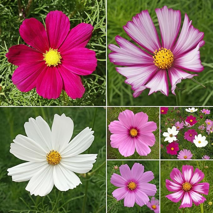 Ferry-Morse Cosmos Mix Bulk Flower Seeds, 1lb