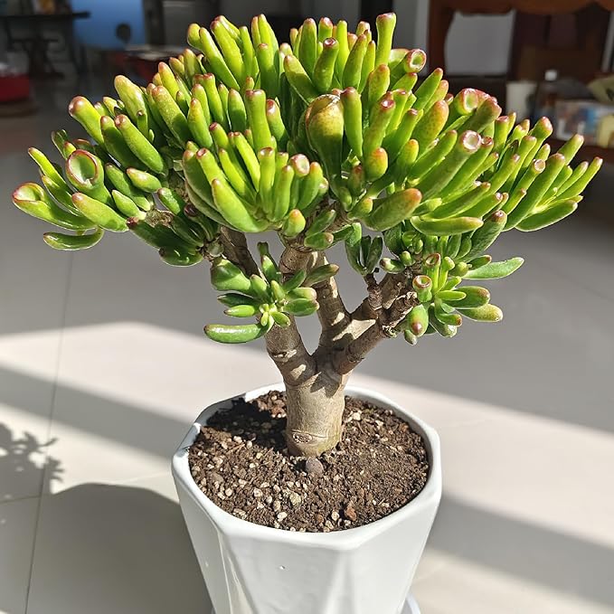 Sprout N Green Gollum Jade - Crassula Ovata Gollum, Rare Cute Succulent Plant Fully Rooted in 4" Pot