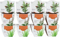 BUZZY Seeds Radiant Collection Grow Kits, 12-Pack Mini Terracotta Pots with Aloe, Christmas Basil, and Spruce Seed Packs,All-in-One Starter Set for All Ages, Gardening Gifts, Stocking Stuffers