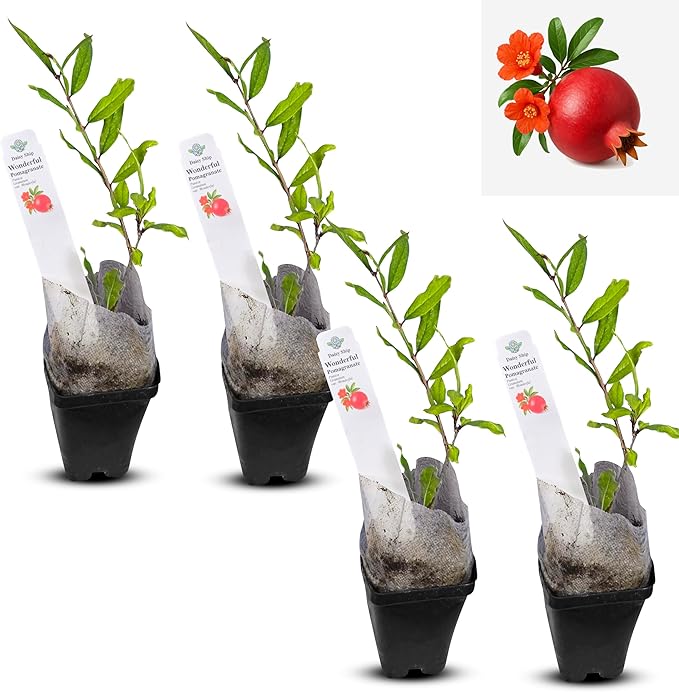 Live Pomegranate 'Wonderful' Plants (Punica Granatum 'Wonderful') - Fruit-Bearing, Drought-Tolerant, Easy to Grow (4 stevia Cups)