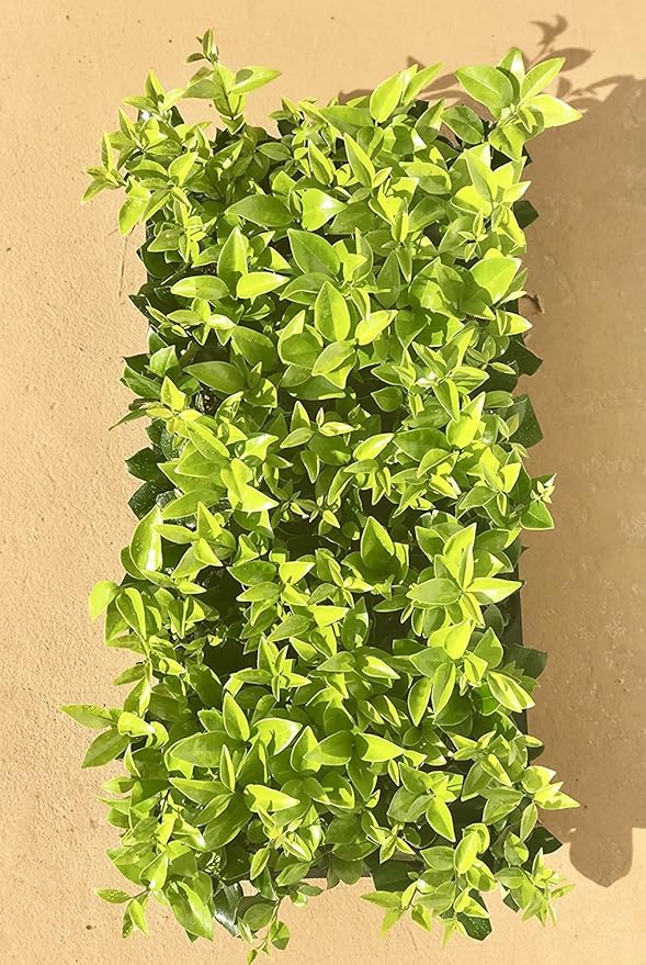 Ligustrum Waxleaf Privet - 30 Live Plants 2" Pot Size - Evergreen Privacy Hedge