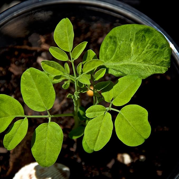 Moringa Seeds for Planting - 10 g Packet ~30 Seeds - Grow Moringa Seeds to Eat - Moringa Plant Tree Seedlings - The Tree of Life, Moringa Oleifera