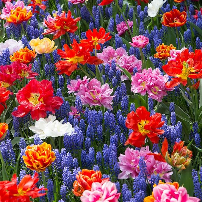 Eden Brothers Double Tulip & Muscari Collection