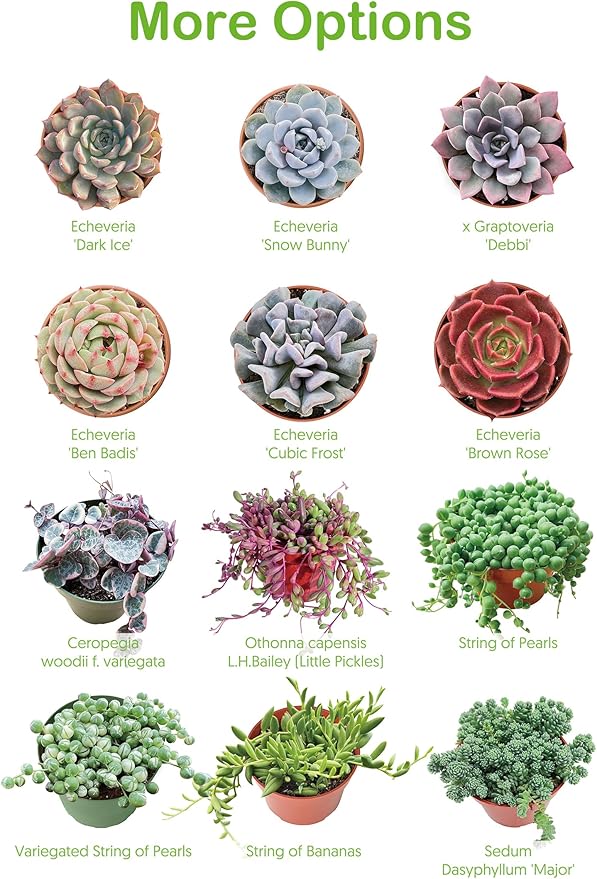 2" Live Succulent 'Baby Toes', Rare Succulent Plants Fully Rooted in Pots, Unique House Plant for DIY, Party Favor, Home Office Decoration