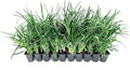 Super Blue Liriope Muscari - 3 Live Plants - Evergreen Ground Cover Grass
