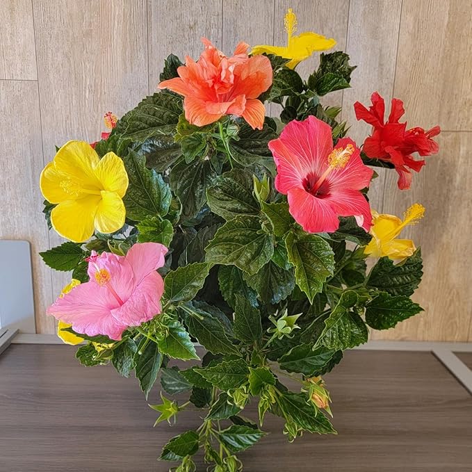 Tropical Plants of Florida Live Hibiscus Bush – Mystery Multi-Color Flowering Shrub in 3 Gallon Pot, 24 to 28” Tall – 2 to 3 Mixed Bloom Colors, Outdoor Tropical Garden Plant