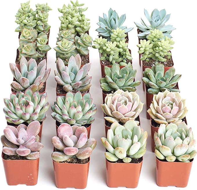 Shop Succulents Pastel Succulent Plant Pack Bulk Collection - Live Mini Succulent Plants, Low Maintenance, Bright & Serene Colors & Textures - Wedding and Party Favors, Gift & Garden, Pack of 20