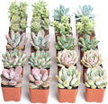 Shop Succulents Pastel Succulent Plant Pack Bulk Collection - Live Mini Succulent Plants, Low Maintenance, Bright & Serene Colors & Textures - Wedding and Party Favors, Gift & Garden, Pack of 20