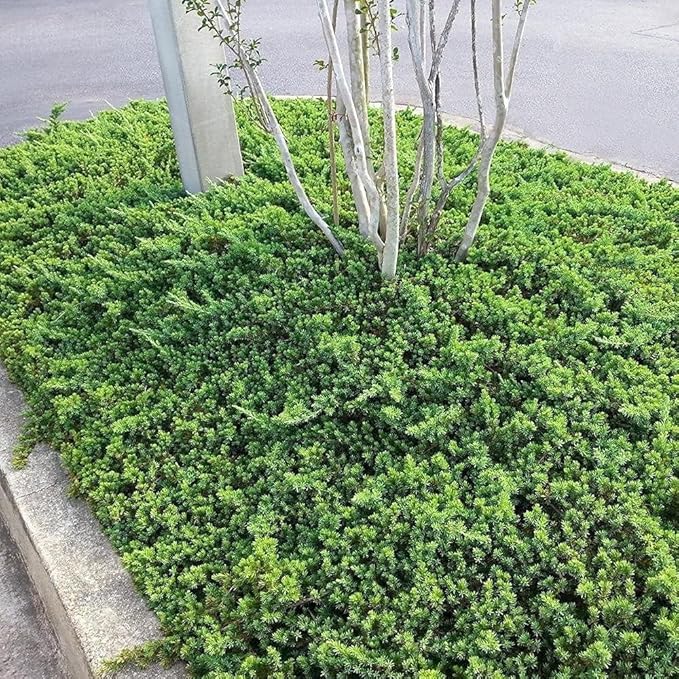 Dwarf Japanese Garden Juniper | 1 Live 4 Inch Pot | Juniperus Procumbens Nana | Drought Tolerant Evergreen Groundcover | Great Plants for Bonsai