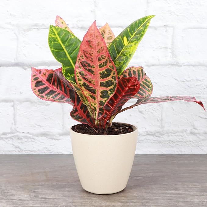 Thorsen's Greenhouse Live Petra Croton Plant, Codiaeum Variegatum, Colorful Foliage, Live Indoor Houselant (Natural, 4-inch Pot)
