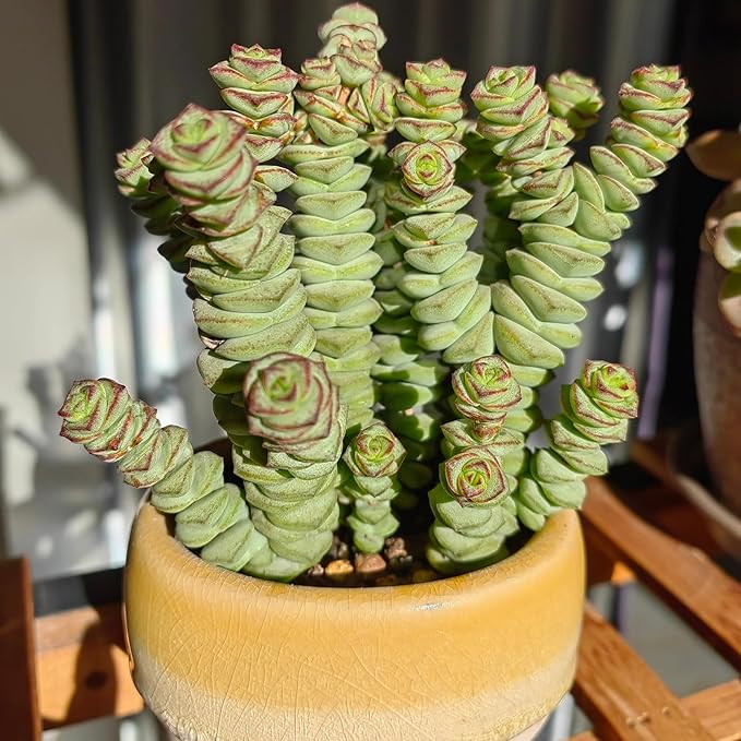 Sprout N Green 4" String of Buttons, Live Crassula 'Baby's Necklace' Trailing Succulent Rooted in Pots, Rare House Plant for Home Office Wedding Hanging Decoration, DIY Projects, Party Favor