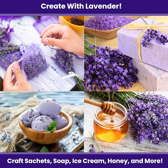 NatureZ Edge 7500 English Lavender Seeds for Planting Outdoors or Indoors, 90% Germination, to Give You The Lavender Plant You Need, Non-GMO, Heirloom Herb Seeds (5 Pack)