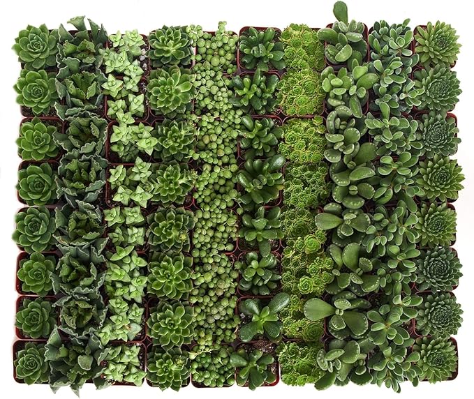 Shop Succulents Verde Succulent Plant Pack Bulk Collection - Live Mini Succulent Plants, Low Maintenance, Mix of Green Succulents & Textures - Wedding and Party Favors, Gift & Garden, Pack of 32