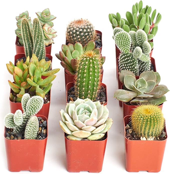 Shop Succulents Premium Live Mini Cactus and Succulent Plants in 2" Pots, Easy Care Indoor or Outdoor Gardening, Terrariums, Favors, & Contemporary Spaces with Hardy, Resilient Varieties, Pack of 12