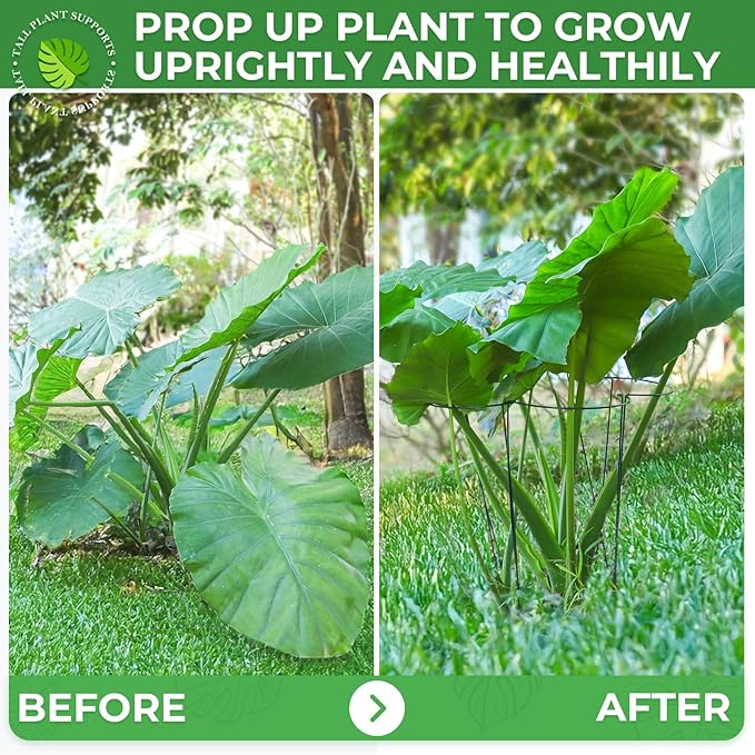 LEOBRO 24 Inch Plant Support Stakes, 6PCS Plant Stakes, Peony Cages and Supports, Garden Stakes, Plant Supports for Outdoor Plants Indoor Plants, Monstera Tomato Hydrangea Support Cage, 10" W x 24" H