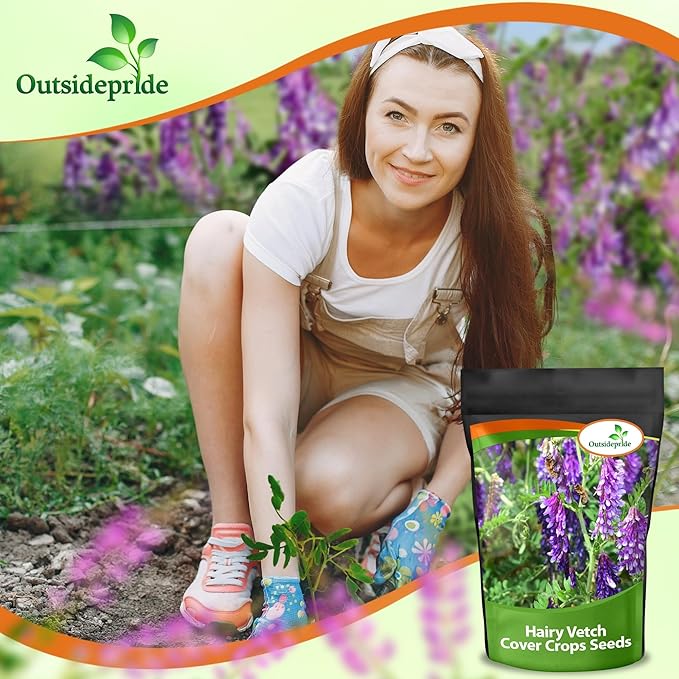 Outsidepride Hairy Vetch Cover Crop Seeds - 1 Lb Cold Tolerant, Winter Hardy - Ideal for Soil Improvement, Green Pasture, Hay & Livestock Forage - Pollinator Friendly Garden Seeds, Ground Cover