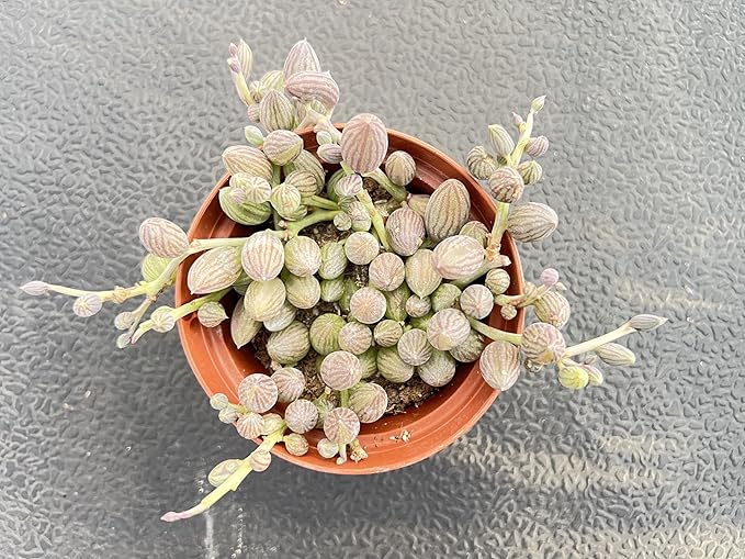 String of Watermelons, Live Trailing Succulent Fully Rooted in 4" Pots with Soil Mix, Rare House Plant for Home Office Wedding Hanging Decoration, DIY Projects, Party Favor