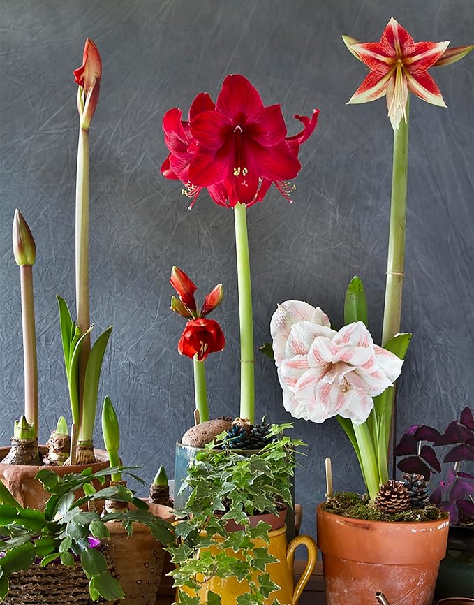 Blue Waxed Red Amaryllis Bulb - Stunning Red Blooms with Wax Coating - No Soil or Water Required - Easy-to-Grow Holiday Décor & Perfect for Gifting - Vibrant Indoor Flowering Plant