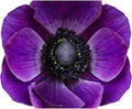 Easy to Grow Anemone Italian Mistral Plus Grape - 10 Plant Bulbs, Bright Purple Flowers in Spring Gardens Full Sun