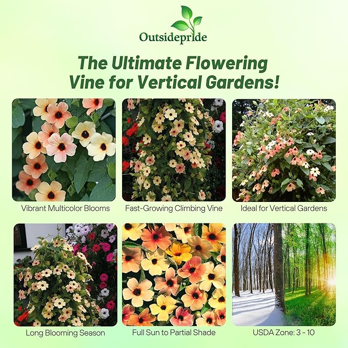 Outsidepride Spanish Eyes Thunbergia Black Eyed Susan Seeds - 20 Pcs Annual, Climbing Vine Flower Seeds for Planting Peachy Gold Blooms for Low Maintenance Gardens, Containers, Trellis & Fences