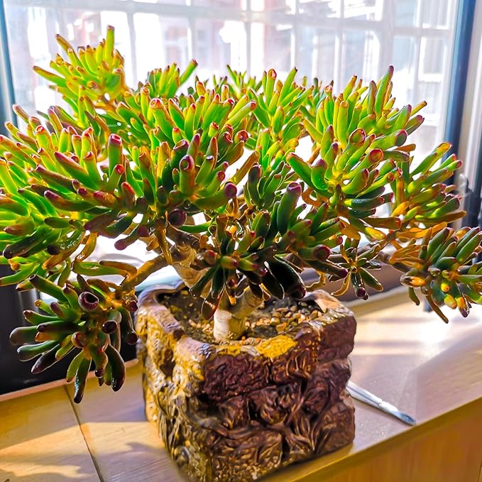 Sprout N Green Gollum Jade - Crassula Ovata Gollum, Rare Cute Succulent Plant Fully Rooted in 4" Pot