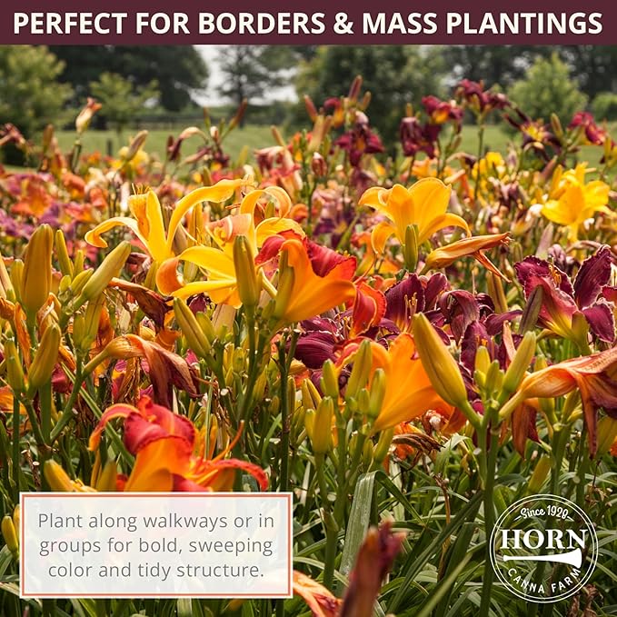 Kwanso Daylily Flower Bulbs – Double Orange Petals with Red and Gold Hues – Vigorous, Drought-Tolerant Summer Perennial (Zones 3–9) Fall Planting Spring Blooming
