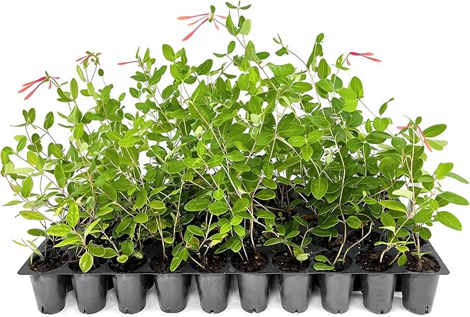 Coral Honeysuckle | 30 Live Plants | Lonicera Sempervirens | Attracts Hummingbirds, Red Trumpet Flowers, Fast Growing Vines, Low Maintenance, Long Blooming Season, Garden Climbing Vine