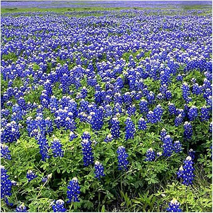 Mixed Lupines with Many Colors - 250 Seeds