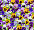 1000 Mix Pansy Seeds for Planting Violet Viola Flowers Seeds Easy to Grow Outdoor Home Garden Flower Seeds Gardening Supplies