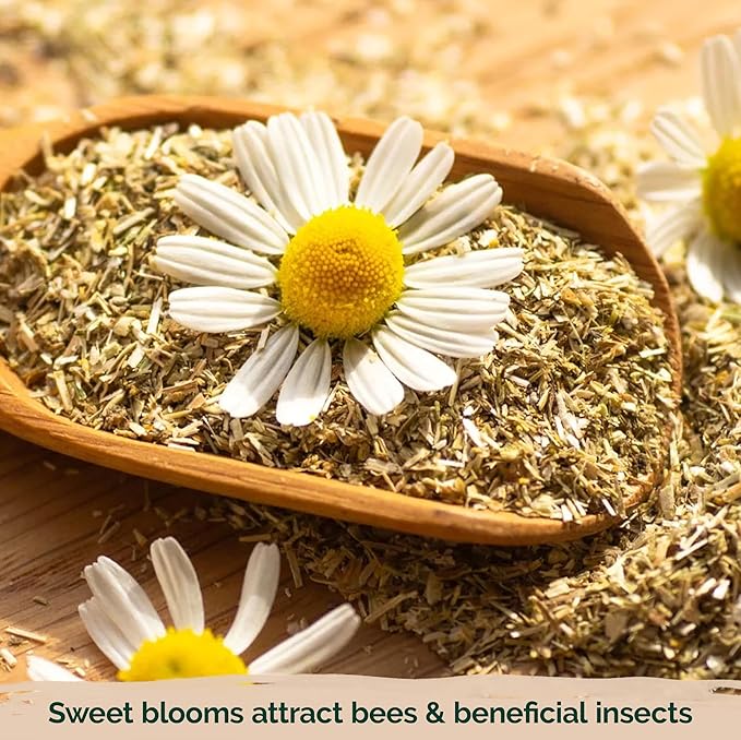 KVITER 2,500 German Chamomile Seeds for Planting (Matricaria Chamomilla/Recutita) – Heirloom & Non-Gmo Medicinal Herb Seeds, Flowers for Remedies & Chamomile Tea Organic – Indoors/Outdoors Herb Garden
