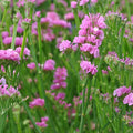 Outsidepride Rose Statice Flower Seeds - 1000 Pcs Annual Easy to Grow Drought Tolerant Flower Seeds for Floral Arrangements, Borders, & Pollinator Garden