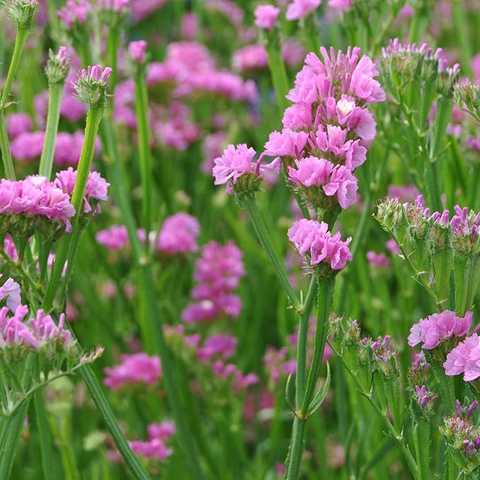 Outsidepride Rose Statice Flower Seeds - 1000 Pcs Annual Easy to Grow Drought Tolerant Flower Seeds for Floral Arrangements, Borders, & Pollinator Garden