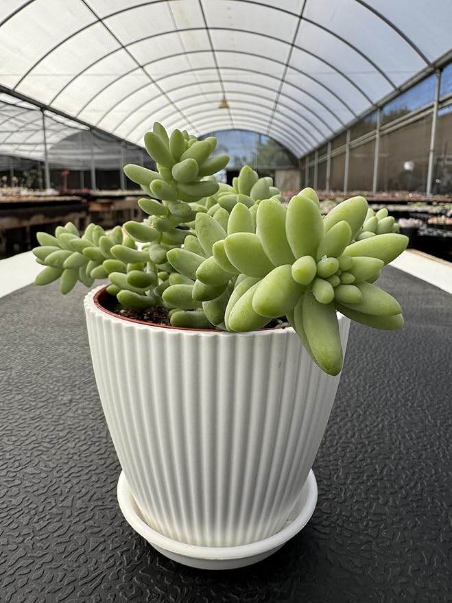 Donkey's Tail with 4" White Stripe Pot, Live Sedum Morganianum-Burro's Tail Succulent with Soil Mix, Rare House Plant for Home Office Wedding Indoor Outdoor Decoration, DIY Projects, Party Favor