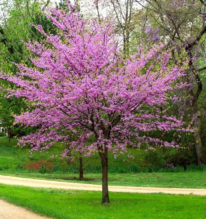 Eastern Redbud Tree (Cercis) - Live Plant - (2.5 QT)