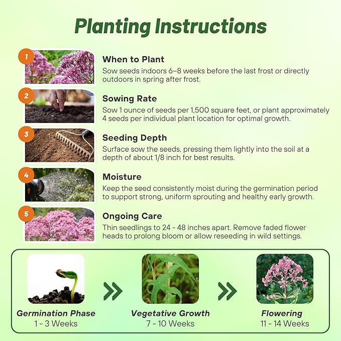 Outsidepride Joe Pyeweed Eupatorium Seeds - 10000 Pcs Easy to Grow, Non-Invasive Perennial Flower Seeds for Planting for Pollinator Gardens, Flood Plains, Swamps, Bogs, or Stream Banks