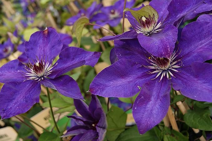 Clematis The President - 3 Live Plants in 4 Inch Growers Pots - Clematis 'The President' - Starter Plants Ready for The Garden - Beautiful Purple Blue Flowering Vine