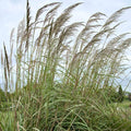 Outsidepride Erianthus Ravennae Plume Grass Seed - 500 Pcs Perennnial Hardy, Giant Ornamental Grass Seeds with Arching Gray-Green Leaves & Cream Plumes for Pampas Substitute