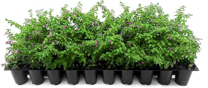 Mexican Heather Purple | 10 Live Plants | Cuphea Hyssopifolia | Drought Tolerant, Evergreen Shrub, Low Maintenance, Flowering Blooms, Full Sun, Ground Cover, Year Round Interest, Outdoor Garden