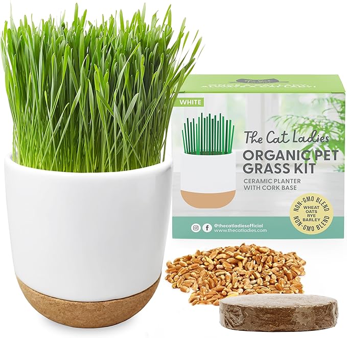 The Cat Ladies Cat Grass for Indoor Cats Kit with Organic Cat Grass Seed Mix, Soil and Ceramic & Cork Planter, Natural Hairball Remedy