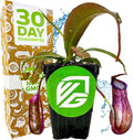 Rebecca Soper Pitcher Plant Live Carnivorous Starter Plant - Nepenthes by Wellspring Gardens
