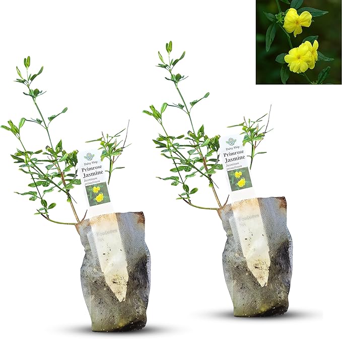 Primrose Jasmine (Jasminum Mesnyi) Live Plant - Fragrant Yellow Blooms. Japanese, Chinese, Asian. Indoor, Outdoor Shrub (4 prim jas Cups)
