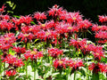 Greenwood Nursery: Live Perennial Plants - Bee Balm Jacob Cline + Monarda Didyma - [Qty: 2X Pint Pots] - (Click for Other Available Plants/Quantities)