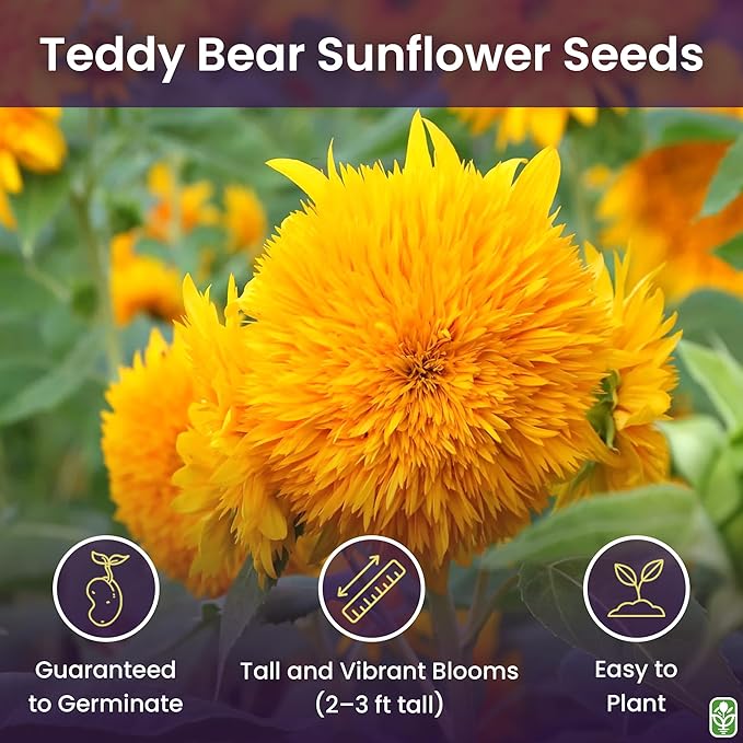 Teddy Bear - Fluffy, Dwarf Sunflower Seeds - 30 Seeds - Up to 40" Tall
