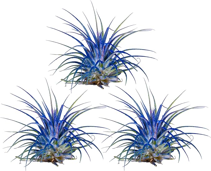 Air Plants - Tillandsia Ionantha - Organically Enhanced Color - Live Arrival Guaranteed - House Plants for Home Decor & Gift (Blue Bell 3pk)