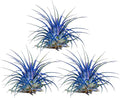 Air Plants - Tillandsia Ionantha - Organically Enhanced Color - Live Arrival Guaranteed - House Plants for Home Decor & Gift (Blue Bell 3pk)