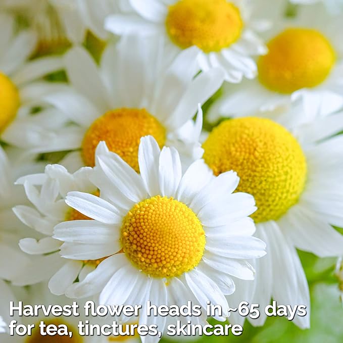 KVITER 2,500 German Chamomile Seeds for Planting (Matricaria Chamomilla/Recutita) – Heirloom & Non-Gmo Medicinal Herb Seeds, Flowers for Remedies & Chamomile Tea Organic – Indoors/Outdoors Herb Garden