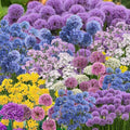 25 Mix Allium Bulbs, Allium Bulbs for Planting Fall Spring Garden Outdoors, Colorful Ornamental Flowering Onion Bulb, Hardy Perennial Flower Bulb
