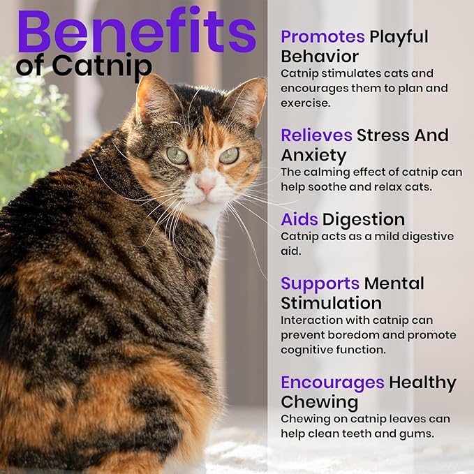 NatureZ Edge Catnip Seeds for Planting, 2200+ Herb Seeds, Indoor or Outdoor Growing, Cat Nip Seeds, Your Cat Will Love Them, Non-GMO